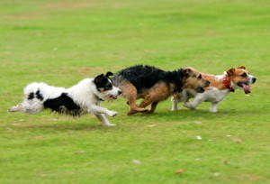 getty_rm_photo_of_dogs_running_in_park